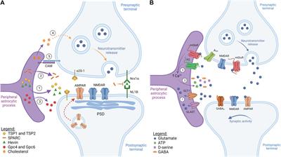 Frontiers | Chemogenetic Manipulation Of Astrocyte Activity At The ...